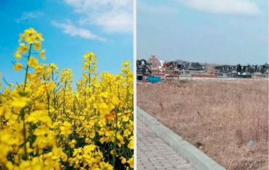 Оголосили вирок чоловіку, який засіяв ріпаком частину ділянки під кладовище