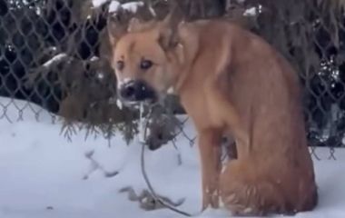 Третю добу волонтери намагаються врятувати налякану безпритульну собаку