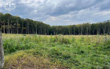 Шкода довкіллю на 57 млн: трьох осіб лісопідприємства обвинувачують через незаконну вирубку лісу