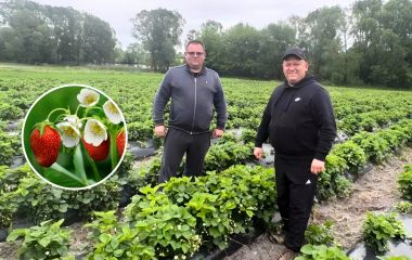 Від бойового медика до фермера: ветеран Віктор Штурма розвиває ягідний бізнес на Кременеччині