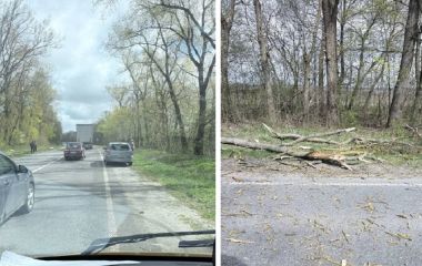 Шквальний вітер на Тернопільщині: дерева падають на авто, дороги, у парках і на лінії електромереж
