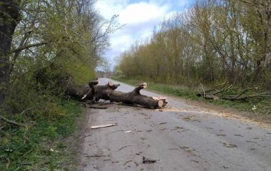 Наслідки шквального вітру: на державних трасах Тернопільщини зафіксовано 84 повалених дерева