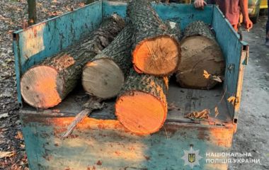На Чортківщині чоловік викрав колоди дуба з лісу та намагався відкупитися від поліцейських