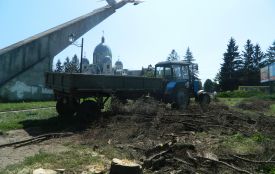 Чому сохнуть дерева на ласих місцях у місті