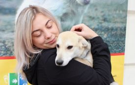 На Театральному майдані збирали харчі та ліки для бездомних собак