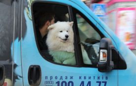 Фото дня: цирковий самоїд супроводжував колону артистів