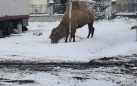 У Хоросткові цирк покинув верблюда