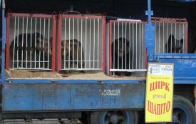 Цирк до Тернополя приїде, але за дотримання певних умов