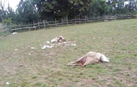 Дев'ять пошматованих овець і жодної краплі крові. На Шумщині люди бояться пускати дітей на вулицю