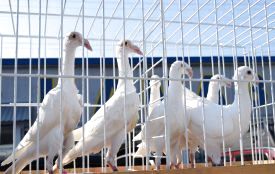 На виставку привезли голубів зі всієї України