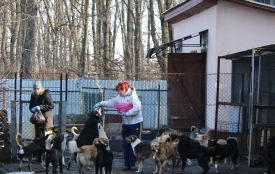 Як живуть собаки у центрі стерилізації в Дичкові