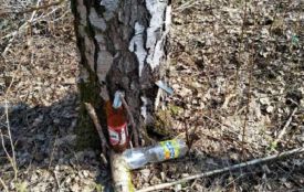 У Тернополі в парку незаконно добували березовий сік
