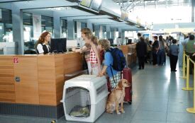 Змінилися правила перевезення домашніх котів і собак за кордон