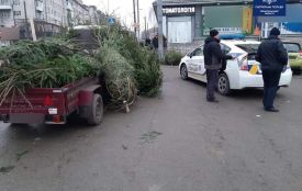 Де  у Тернополі можна купити "живу" ялинку і не порушити закон