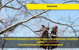 У Тернополі обрізають та зрубують дерева. У соцмережах люди обурюються, що ріжуть здорові рослини