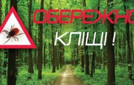 Кліщі вийшли на "полювання": як вберегтися та що робити, якщо кліщ присмоктався