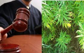 Засудили «Мати героїню» зі Зборівщини, яка розгорнула вдома нарколабораторію