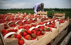 Робота за кордоном під час карантину: що варто знати тернополянам