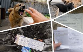 На тернополян далі нападають собаки, вакцини нема. Хто з чиновників відповість, якщо в пацієнта буде сказ?