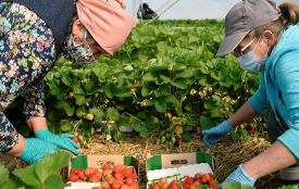 Чоловічі вакансії відкриті, жінок на роботу за кордоном практично не беруть