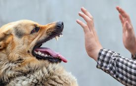 На Лановеччині зафіксували випадки захворювань на сказ у домашніх тварин