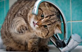 11-12 жовтня в деяких будинках на Злуки та 15 квітня не буде води