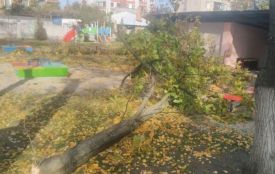 Помер під час обрізки дерев: у Тернополі стався нещасний випадок