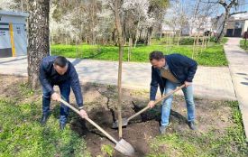 У тернопільському парку «Здоров’я» висадили катальпи