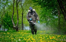 У парках Тернополя кропитимуть кліщив (графік). Як вберегтися від шкідників?