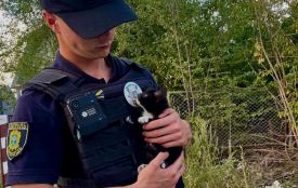 Врятували і шукають дім: тернопільські патрульні врятували кошеня