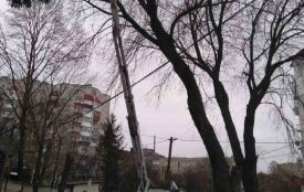 На вул. Богдана Лепкого обрізатимуть дерева