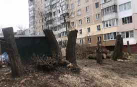 На бульварі Вишневецького обрізали дерева без дозвільних документів — реакція міськради