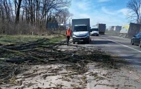 На дорогах Тернопільщини вітер повалив понад 20 дерев