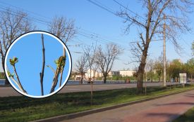 Нові катальпи біля парку «Сопільче»: як виглядають і скільки коштували?