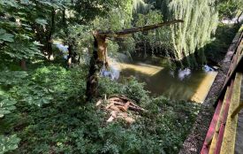 «Добре, що ніхто не постраждав»: у парку «Сопільче» величезне дерево впало на міст