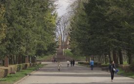 У Старому парку зрізатимуть сухі великі дерева