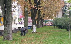 Тернополяни збирають та продають каштани: скільки можна заробити та де їх приймають