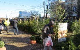 У Тернополі 2 грудня розпочнуть продаж новорічних ялинок: де можна буде купити