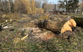 У парку «Сопільче» зрізають аварійні дерева