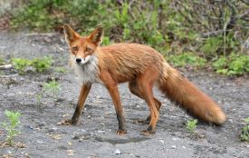 У громаді на Кременеччині 26 січня будуть відстрілювати хижих звірів (ОНОВЛЕНЕ)