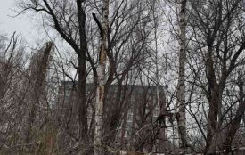 У парку «Сопільче» виріжуть аварійні та сухостійні дерева