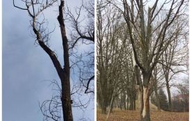 Аварійні дерева видаляють у парку Національного відродження