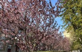 Магнолія, вишні, декоративні сливи: Тернопіль вражає весняною красою
