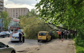 На Торговиці дерево впало на припарковані автомобілі