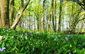 Тіло безвісти зниклого чоловіка знайшли в лісі на Кременеччині
