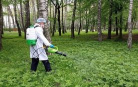 Тернополянам радять утриматись від відвідування парків 21 та 22 травня: знищуватимуть кліщів