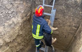 На будівництві в Гаях врятували собаку
