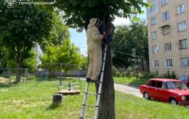 Рятувальники вилучили бджолині гнізда з дитячого майданчика і двору будинку у Тернополі