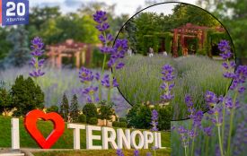 Найкраще місце для фото: у Тернополі квітне лавандове міні-поле