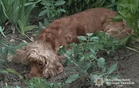 Собаку викинули з 8 поверху багатоповерхівки. Підозрюють 38-річного жителя Тернополя